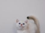 Lilly - British Shorthair Kitten For Sale - 