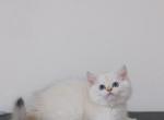 Leo - British Shorthair Kitten For Sale - 