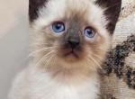 Siamese kitten - Siamese Kitten For Sale - 