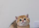 Koko - British Shorthair Kitten For Sale - 