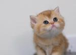 Mia - British Shorthair Kitten For Sale - Saint Cloud&comma; FL&comma; US