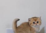 Miko - British Shorthair Kitten For Sale - Saint Cloud&comma; FL&comma; US