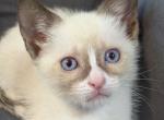 Cute Bicolor Siamese - Siamese Kitten For Sale - Enfield&comma; CT&comma; US