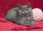 Pink - British Shorthair Kitten For Sale - Bridgewater&comma; VA&comma; US