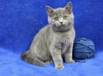 Navy - British Shorthair Kitten For Sale - Bridgewater&comma; VA&comma; US