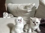 Luna Litter - Scottish Fold Kitten For Sale - Coon Rapids&comma; MN&comma; US