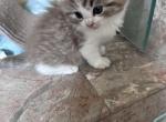 TINY TIGER - Ragdoll Kitten For Sale - Brookings&comma; OR&comma; US