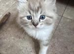 TONY THE TIGER - Ragdoll Kitten For Sale - Brookings&comma; OR&comma; US