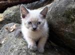 Smokey - Siamese Kitten For Sale - Branson&comma; MO&comma; US
