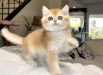 Golden Chinchilla ny12 - British Shorthair Kitten For Sale - 