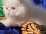 Beautiful dollface light golden shaded looks white - Persian Kitten For Sale - CA&comma; US