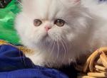 Beautiful dollface light golden shaded looks white - Persian Kitten For Sale - CA&comma; US