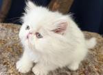 White Persian boy ready to go - Persian Kitten For Sale - 