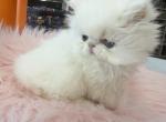 White Persian girl - Persian Kitten For Sale - Orlando&comma; FL&comma; US