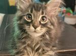 Dark brown and black male - Maine Coon Kitten For Sale - Chapel Hill&comma; NC&comma; US