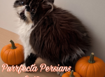Chocolate bicolor male persian kitten - Persian Kitten For Sale - 
