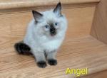 Angel - Ragdoll Kitten For Sale - Reading&comma; PA&comma; US
