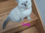 Dolly - Ragdoll Kitten For Sale - 