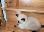 Zeke - Ragdoll Kitten For Sale - 