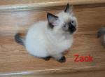 Zack - Ragdoll Kitten For Sale - 