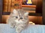 Waverly - Persian Kitten For Sale - Pensacola&comma; FL&comma; US