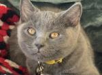 Mio - British Shorthair Kitten For Sale - Longmont&comma; CO&comma; US