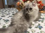Silver boy - Persian Kitten For Sale - 