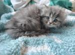 Okarun - Persian Kitten For Sale - Grove City&comma; OH&comma; US
