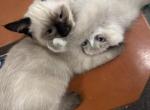 Pookah - Siamese Kitten For Adoption - Staten Island&comma; NY&comma; US