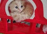 Jiji - Persian Kitten For Sale - Grove City&comma; OH&comma; US