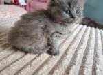 Momo RESERVED - Persian Kitten For Sale - Grove City&comma; OH&comma; US