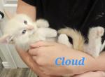 Cloud - Domestic Kitten For Sale - Parker&comma; CO&comma; US