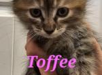 Toffee - Domestic Kitten For Sale - 