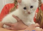 Waffle - Domestic Kitten For Sale - 