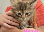 Hazel - Domestic Kitten For Sale - 