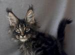Vernissage - Maine Coon Kitten For Sale - 