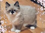 Beauties - Manx Kitten For Sale - Blacksburg&comma; VA&comma; US
