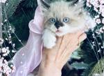 Beauties - Manx Kitten For Sale - Blacksburg&comma; VA&comma; US