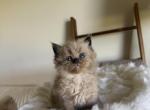 TICA mink ragdoll kittens - Ragdoll Kitten For Sale - North Lima&comma; OH&comma; US