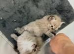 Boys - Ragdoll Kitten For Sale - Fort Lee&comma; NJ&comma; US