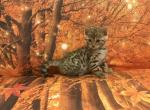 Sheba babies - Bengal Kitten For Sale - Mills River&comma; NC&comma; US