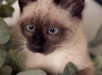 Adorable Siamese kittens - Siamese Kitten For Sale - Enfield&comma; CT&comma; US