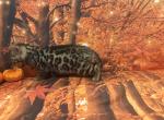Sheba litter - Bengal Kitten For Sale - Mills River&comma; NC&comma; US