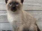 Siamese beautiful girl - Siamese Kitten For Sale - Enfield&comma; CT&comma; US
