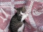 Luki - Domestic Kitten For Sale - Agawam&comma; MA&comma; US