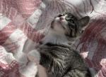Mia - Domestic Kitten For Sale - Agawam&comma; MA&comma; US