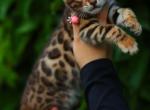 Tigris - Bengal Kitten For Sale - Los Angeles&comma; CA&comma; US