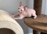 Amuns Litter - Sphynx Kitten For Sale - Fort Worth&comma; TX&comma; US