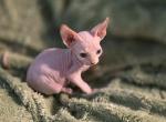Little Foot - Sphynx Kitten For Sale - 