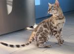 Arctic - Bengal Kitten For Sale - NY&comma; US